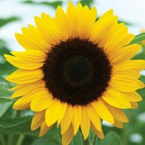 Meet your Posher, Robin